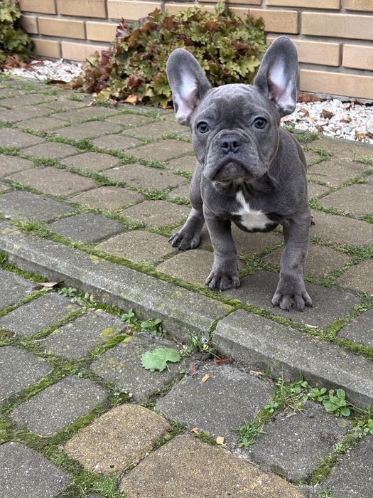 Buldog  francuski dziewczyna