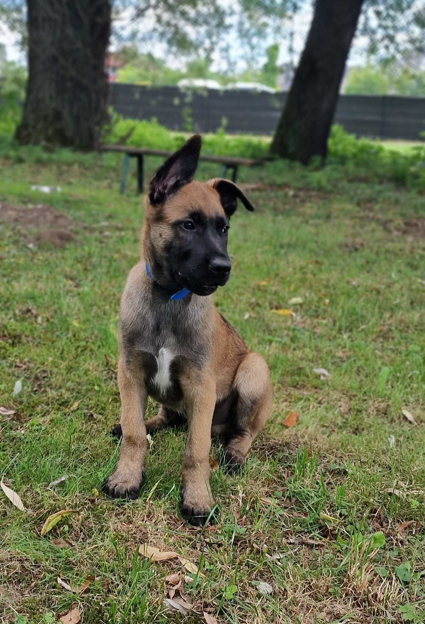 Owczarek belgijski Malinois FCI-piesek