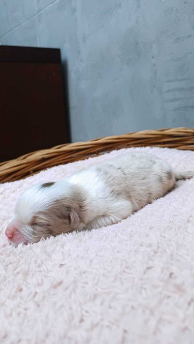 Owczarek Australijski - Piękna Sunia – Red Merle- długi ogonek.