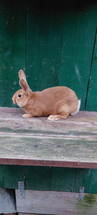 Sprzedam młode króliki burgundzkie