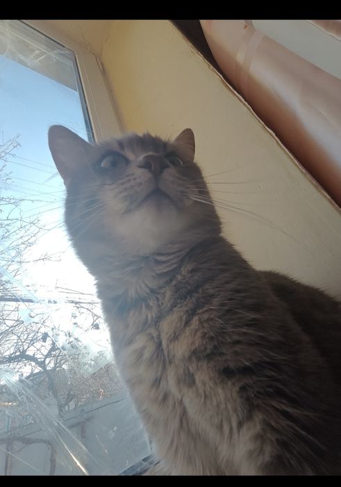 Пропал кот, Поселок горького Таромское Ул. Институтская