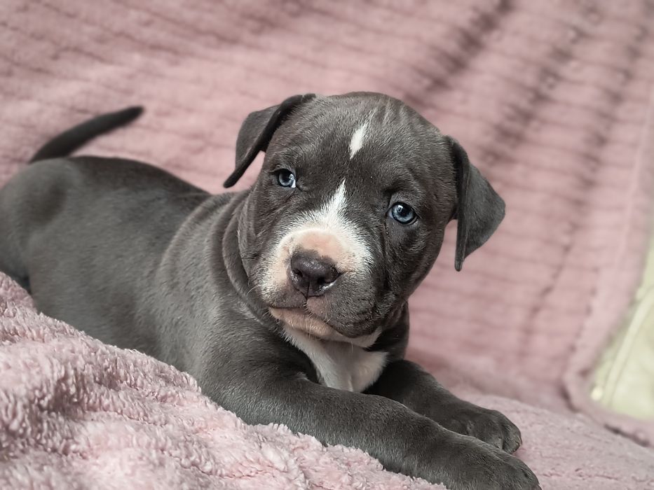 Amerycan Stafford terrier, amstaff