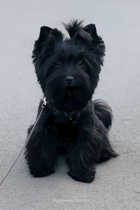 Reproduktor york krycie york czarny maleńki 1,3kg