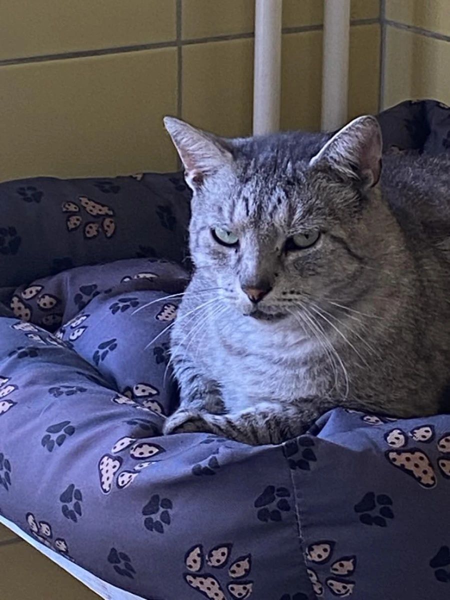 Kocurek Whiskas do świadomej adopcji!