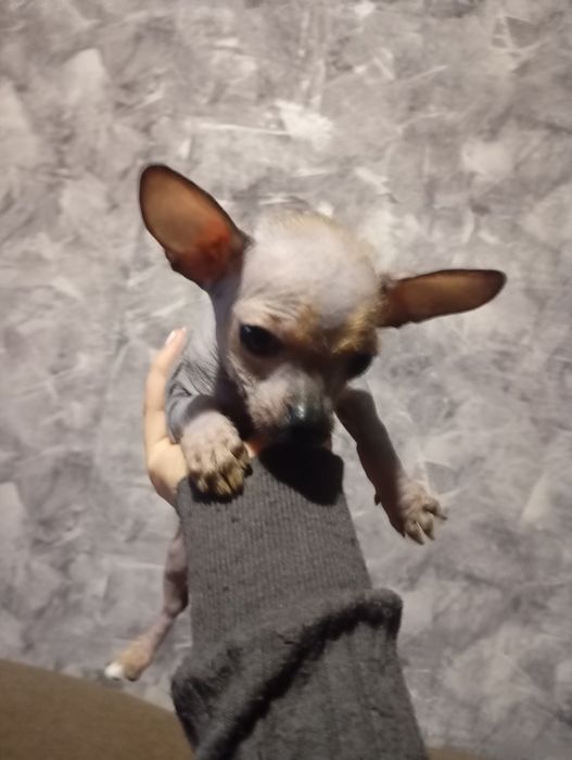 Щенок китайська хохлатый мини