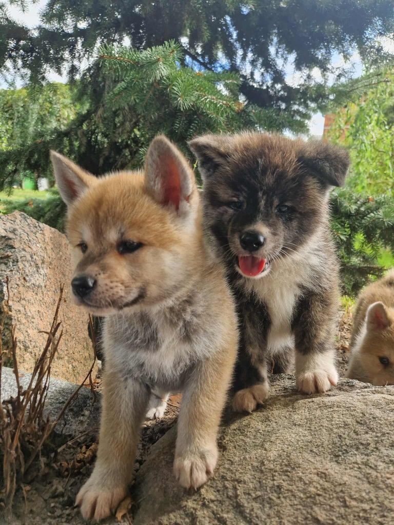 Akita Inu Pręgowany piesek