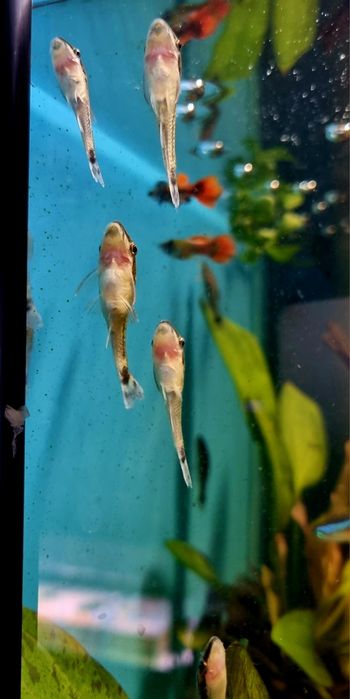 Otosek przyujściowy/ryby na glony