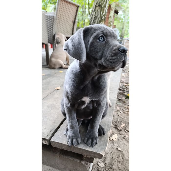Pies cane corso blue niebieski suka