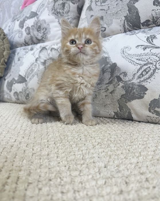 Шикарные куколки)