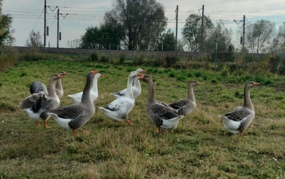 Gęsi kłobudzkie i owsiane