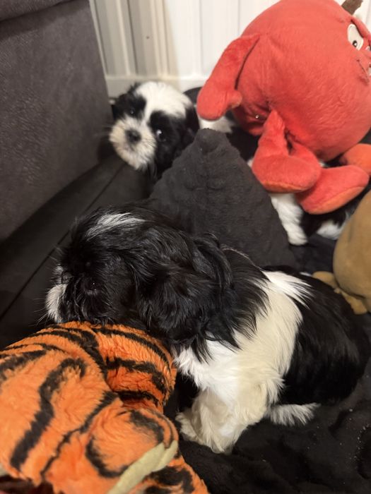 Shih tzu szczeniak