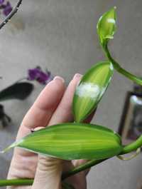 Орхідея ваніль варієгатна дипладенія