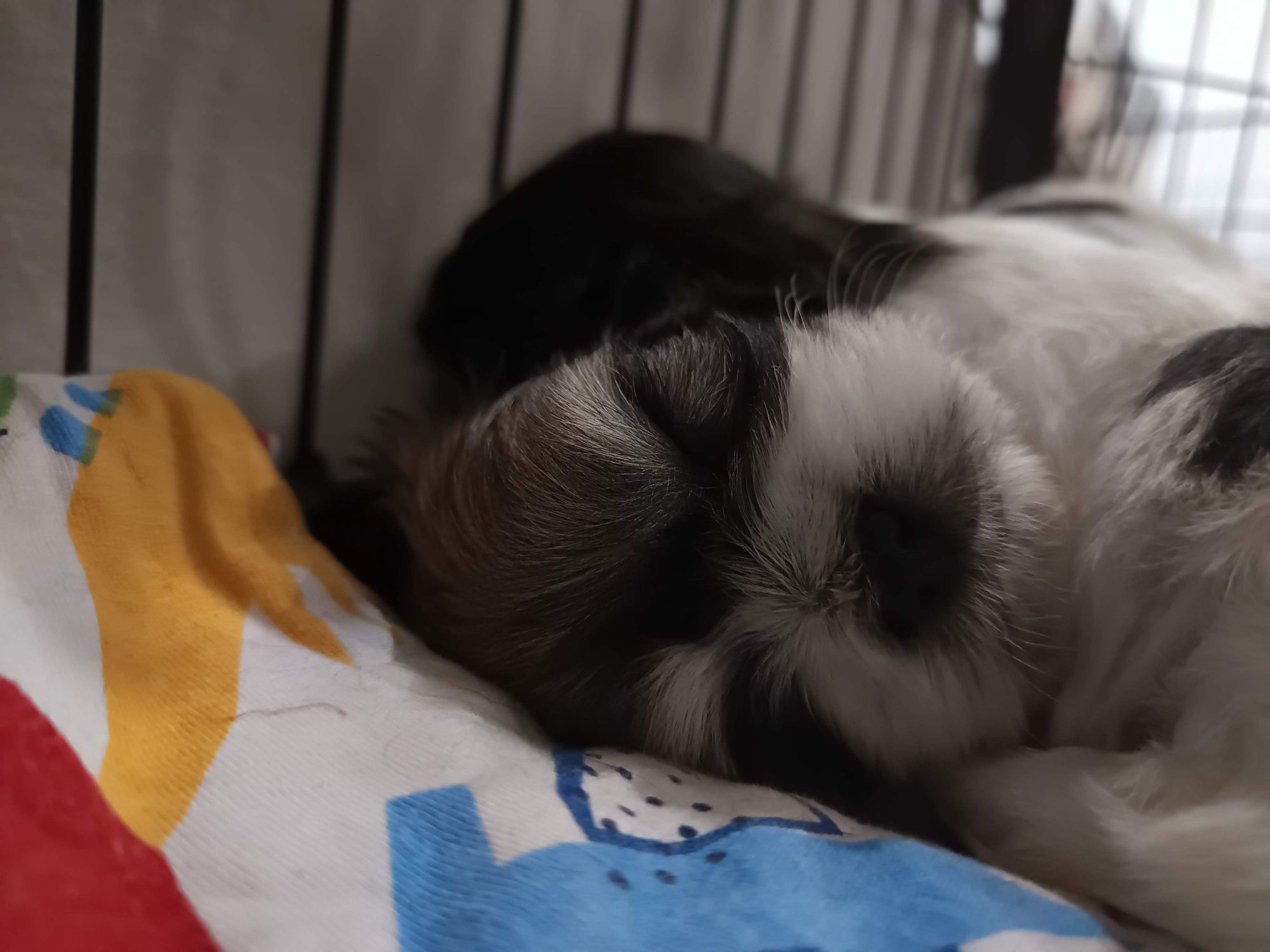 Shih tzu szczenię