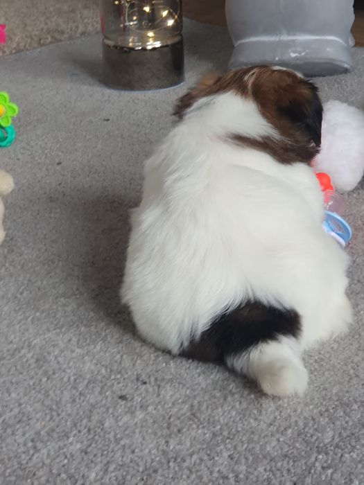 Shih tzu ,/Cudowny chlopczyk