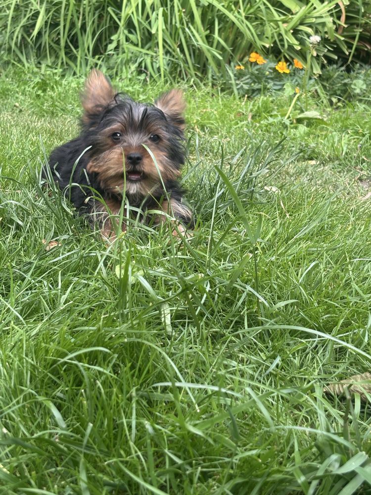 York yorki yorki yorki