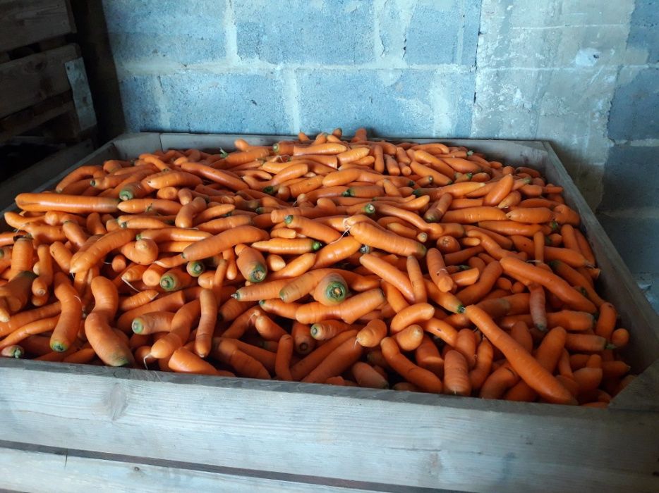 Marchew odpadowa 0.10zl/kg