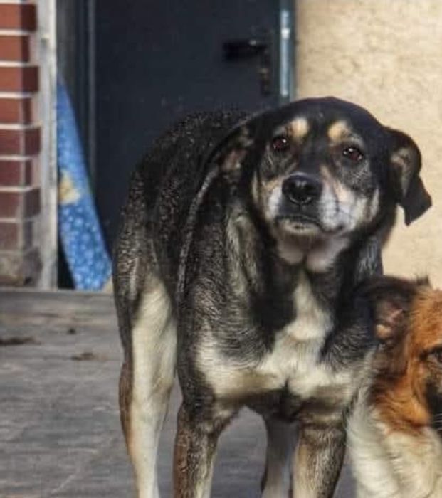 Lili spokojna suczka do adopcji.