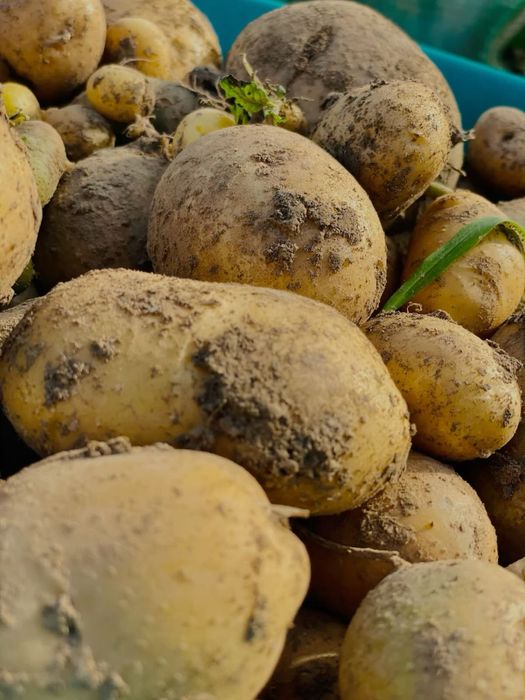 Картошка домашняя