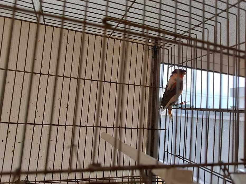 Canários machos arlequins 2025 (Foros de Amora)