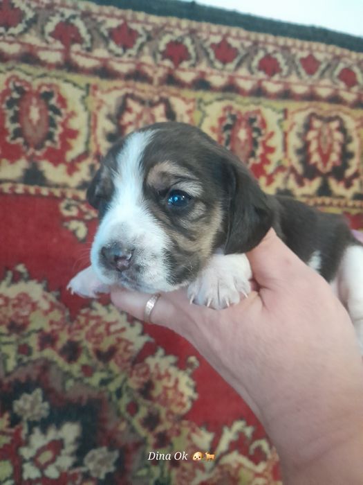 Дітки бігля, бронь