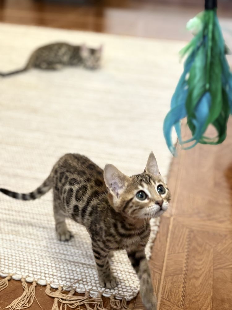 Gato Bengal c/pedigree e afixo