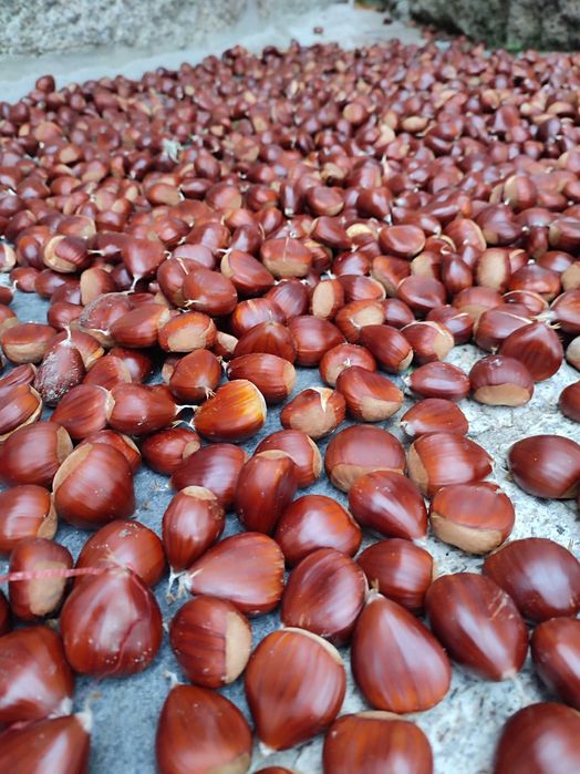 Castanhas saborosas e sem bicho