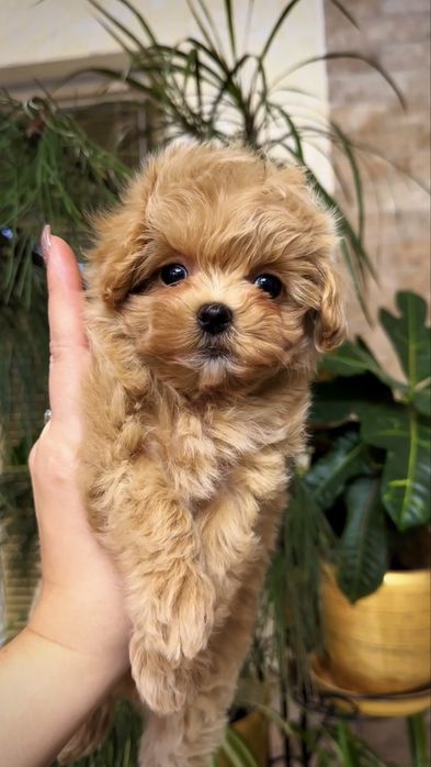 LUXERY VIP mini цуценята мальтіпу ф1 з BABY FACE.