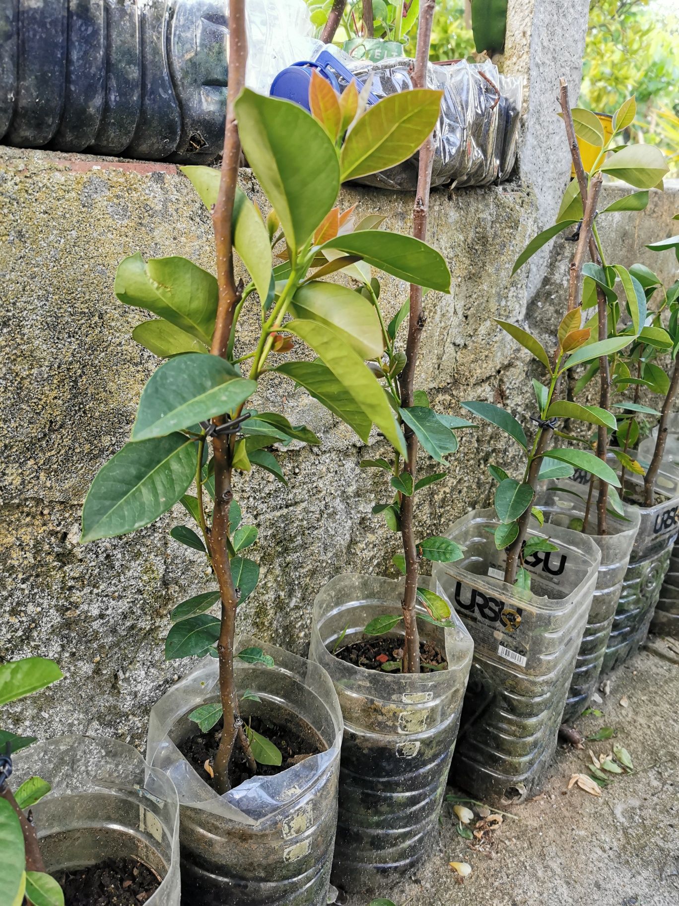 Araça de fruto vermelho  e fruto amarelo