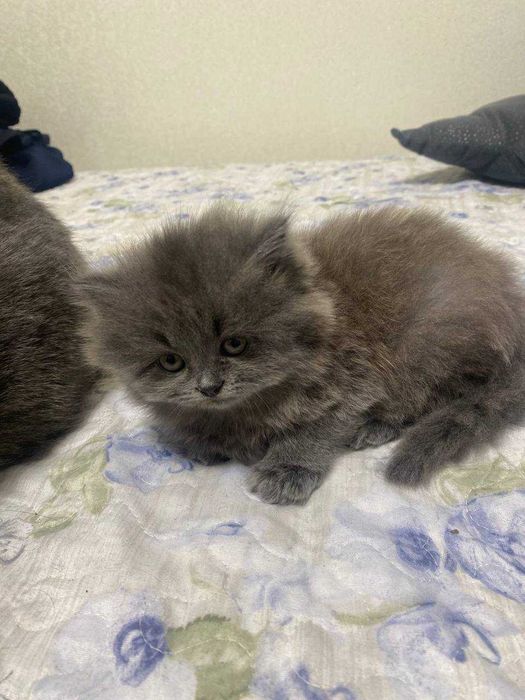 Котеня Британець