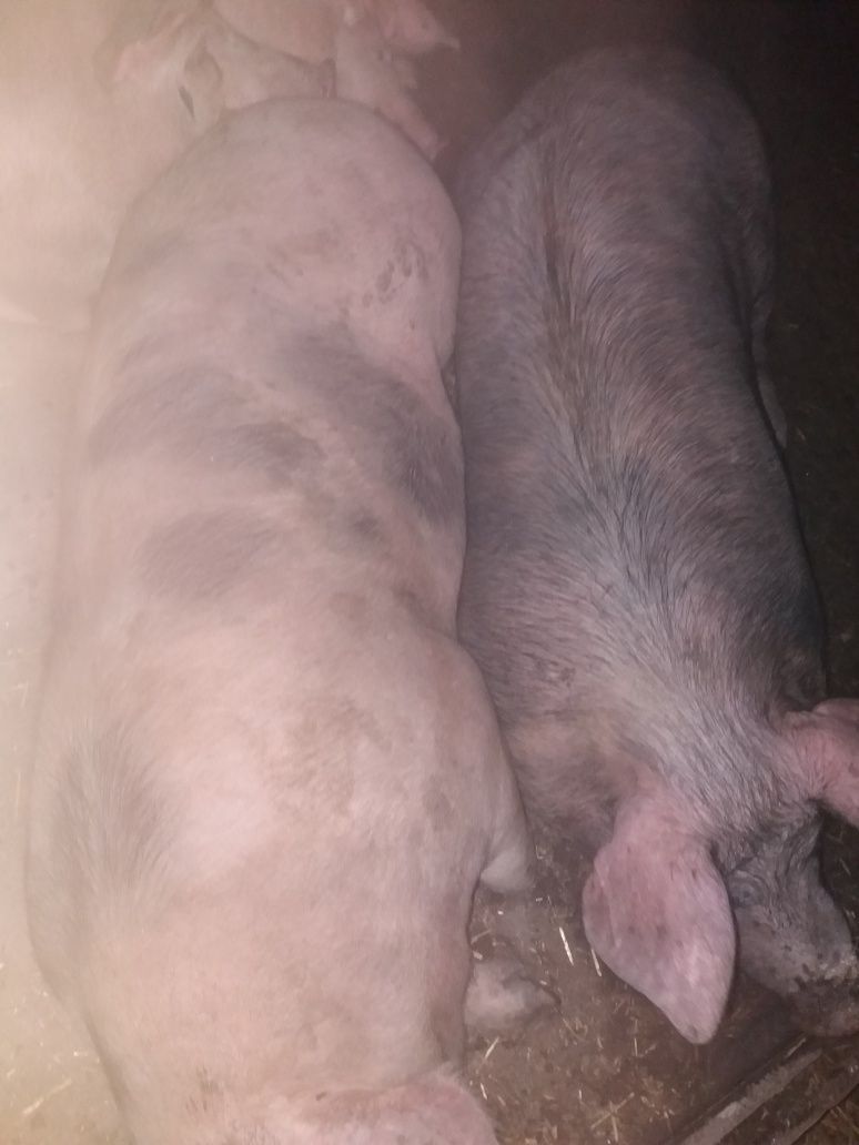 Продам свиней живым весом или тушей