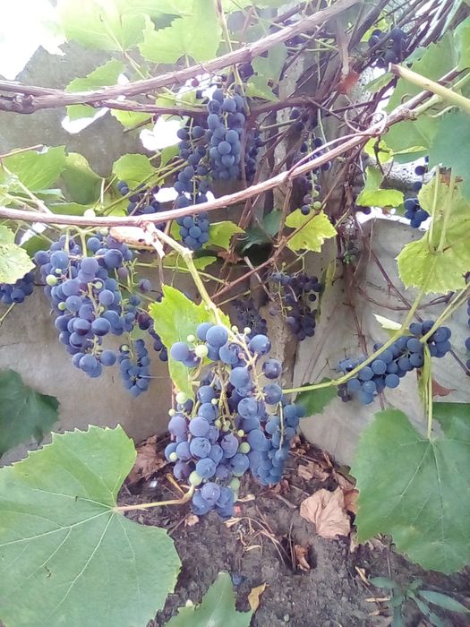 Winogrona ciemne