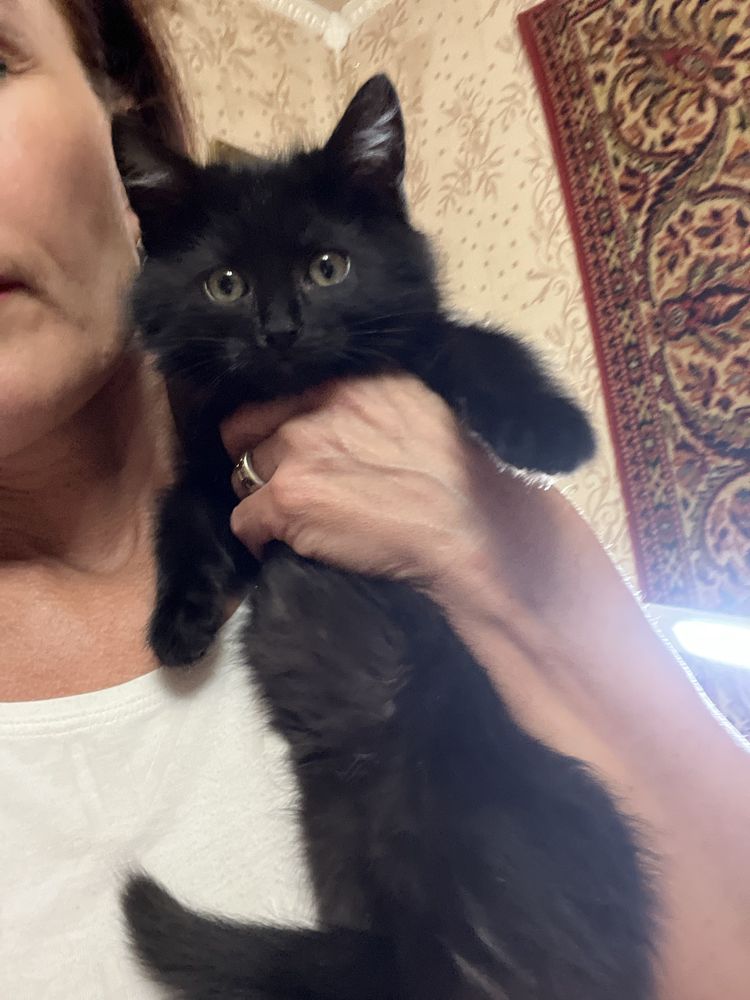 Кошеня пацан 3 міс