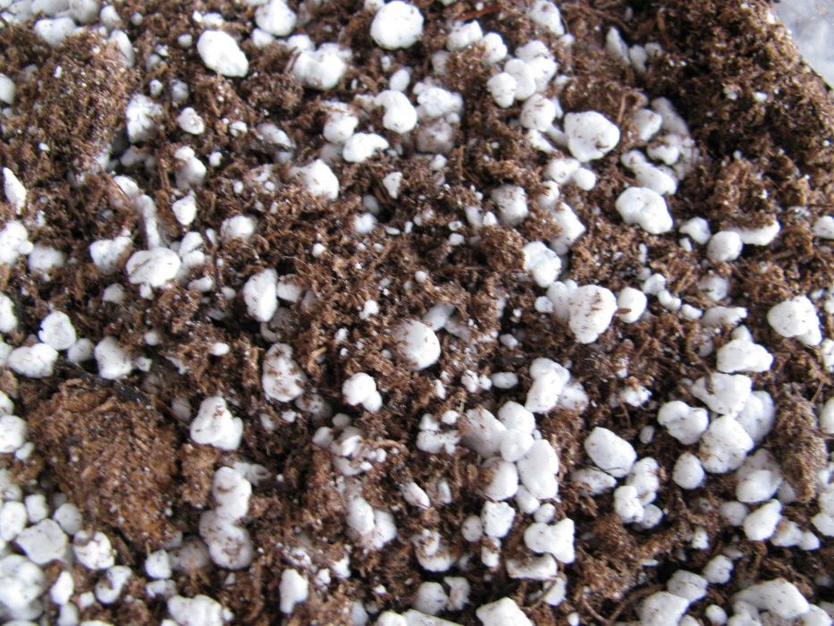 Kit completo p/ Planta Carnivora Dionaea Muscipula