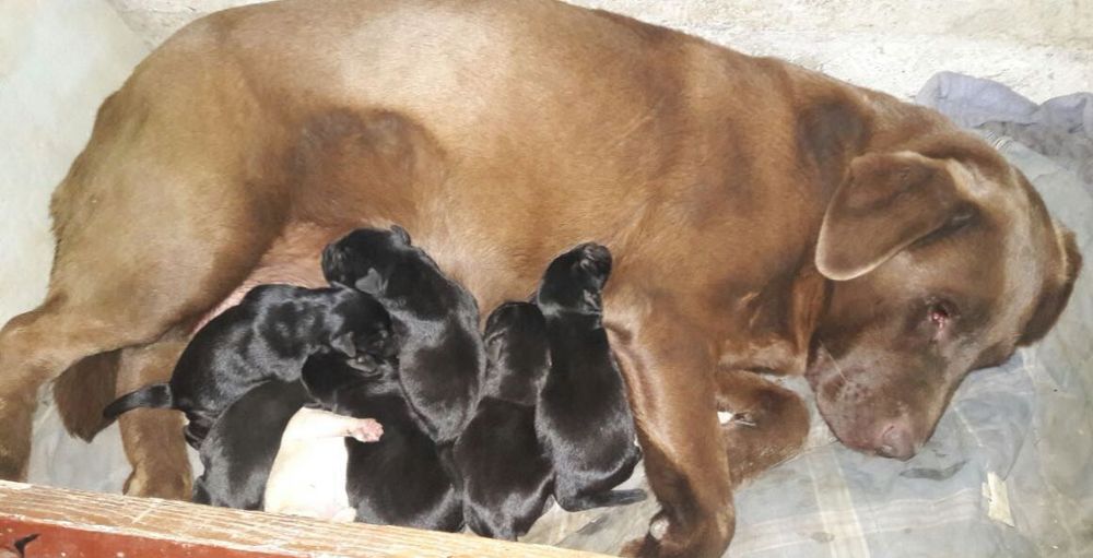 Лабрадор ретривер