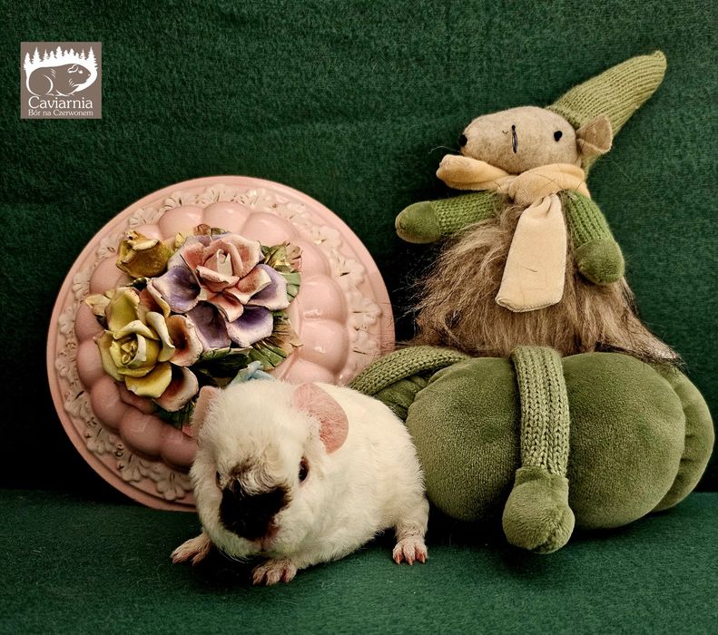 Zarezerwowany TEDDY świnka morska  samiec  Herkules