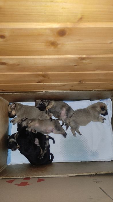 Щенки ищут дом бесплатно