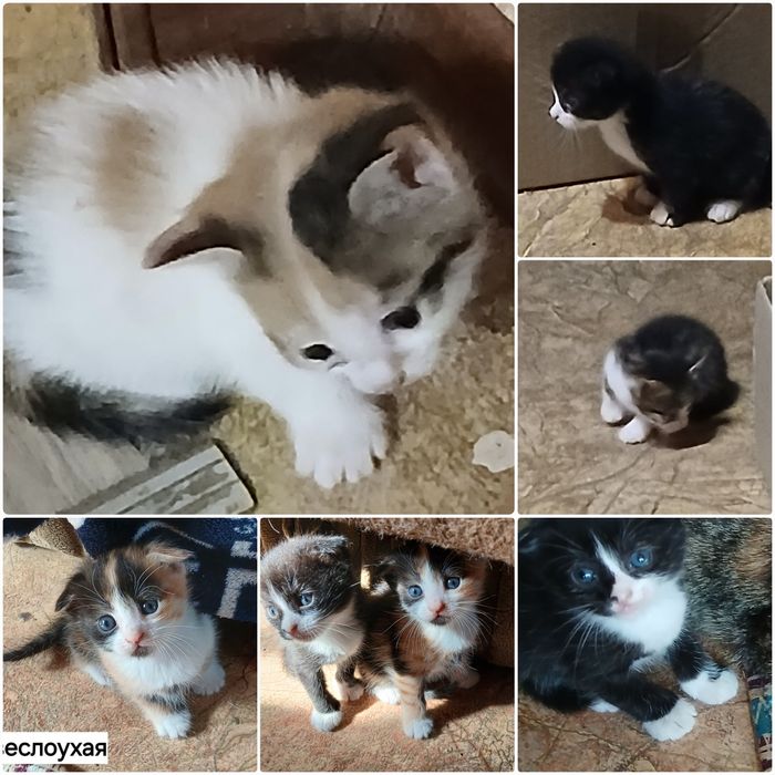 Отдам   котят от веслоухой мамы кошки