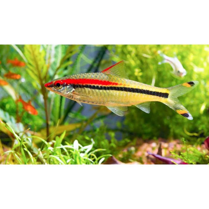 Barbo Torpedo (Puntius Denisoni)
