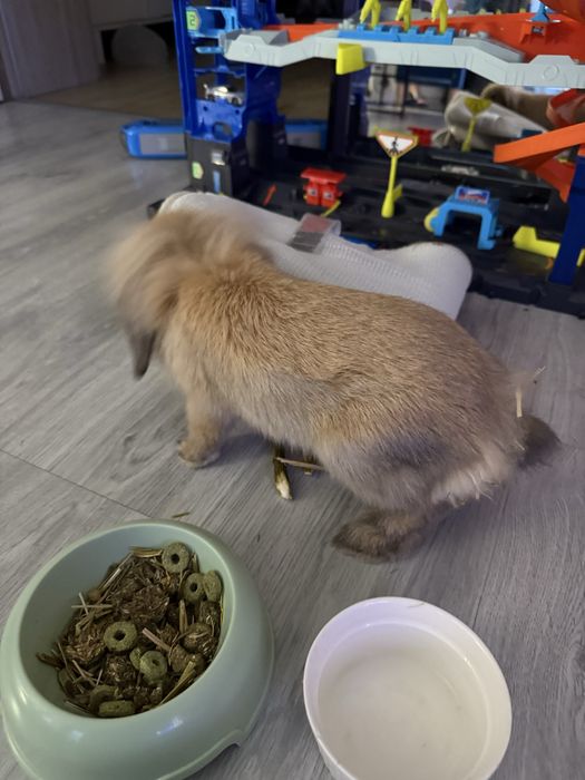 Krolik baranek 8 tygodni