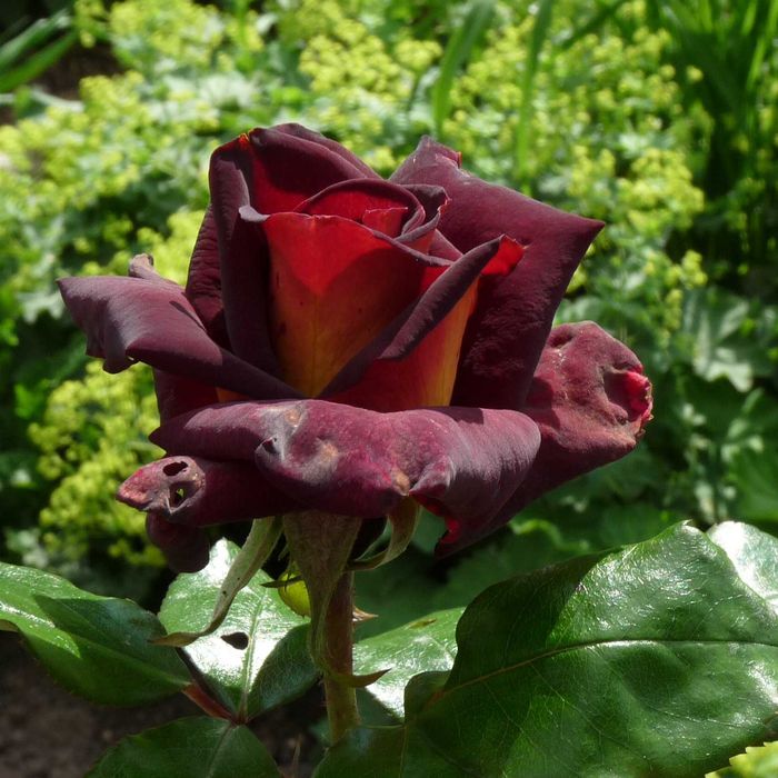Roseira que dá ROSAS de CORAÇÂO AMARELO, flores grandes
