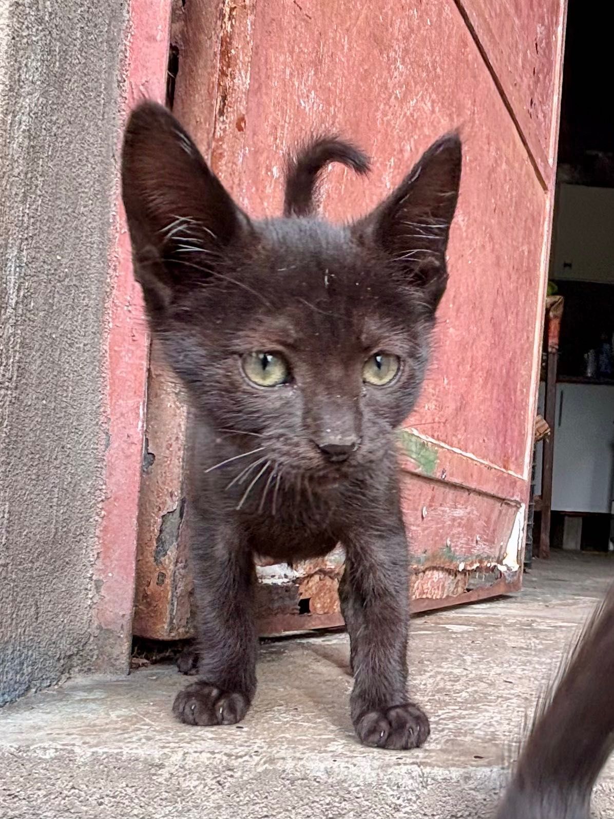 Gatinha bebé 2 meses para adoção