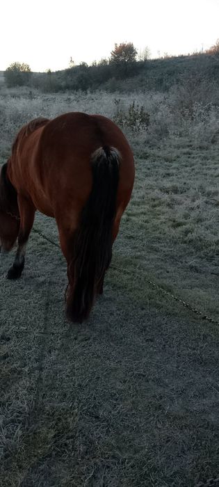 Продається кобила!