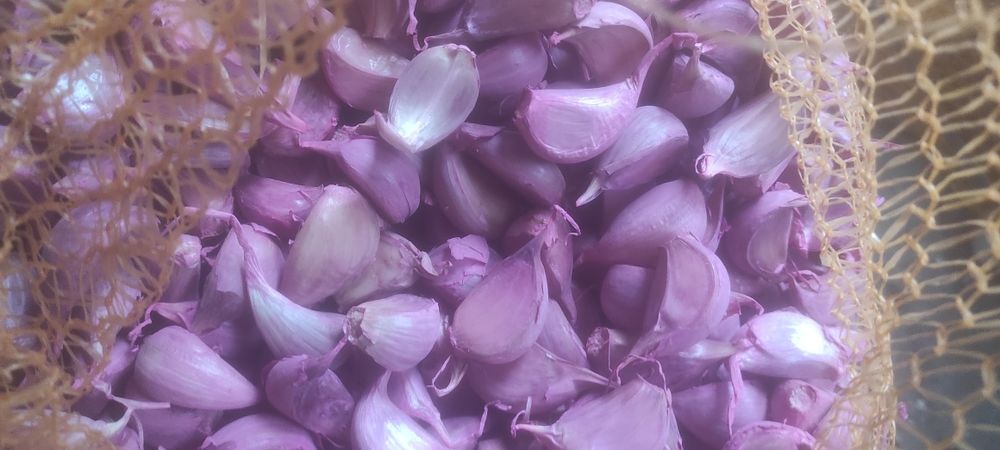 Ząbki czosnku Harnaś