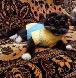 Платье, панама, свитер на собаку, кошку, одежда для собак,кошек,котов