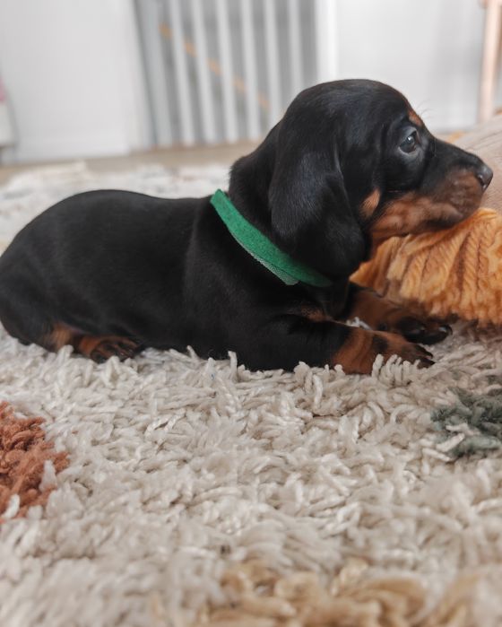 Jamnik mini standard Leon Silny i Uroczy ostatni samiec