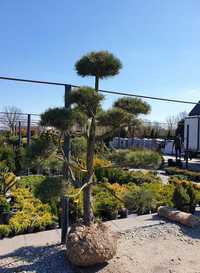Bonsai z Sosny Czarnej 180-220 cm HIT nowoczesnych ogrodów