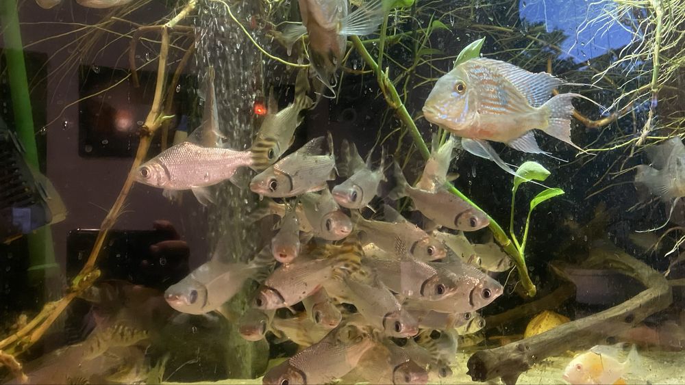 TABU FLAGTAIL Semaprochilodus Leszczanka W-wa