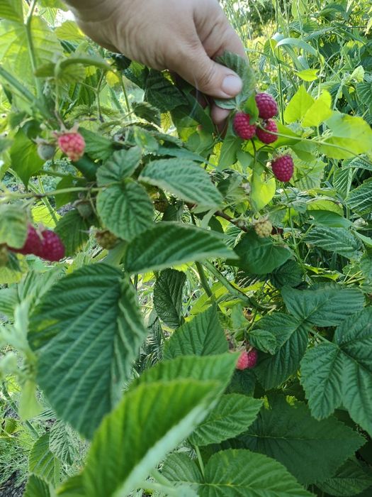 Малина шапка Мономаха( садженці)