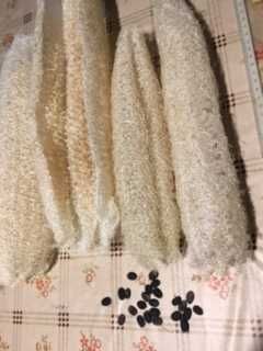 Sementes de Luffa (Esponja vegetal)