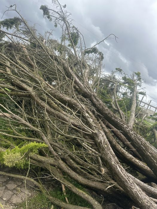 Limpeza terrenos, corte arvores, jardinagem ,trabalhos de maquina